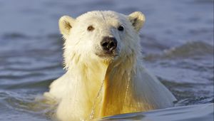 Превью обои полярный медведь, вода, морда, плавать