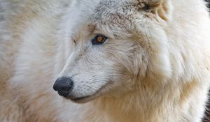 Превью обои полярный волк, белый волк, волк, хищник, дикий