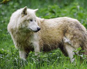 Превью обои полярный волк, волк, хищник, животное, трава