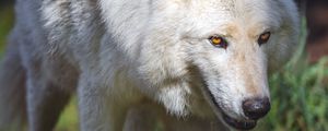 Превью обои полярный волк, волк, хищник, движение, животное