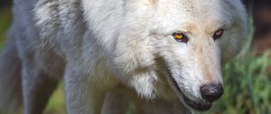 Превью обои полярный волк, волк, хищник, движение, животное