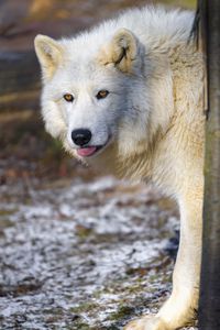 Превью обои полярный волк, волк, высунутый язык, хищник, животное, белый