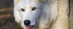Превью обои полярный волк, волк, высунутый язык, хищник, животное, белый