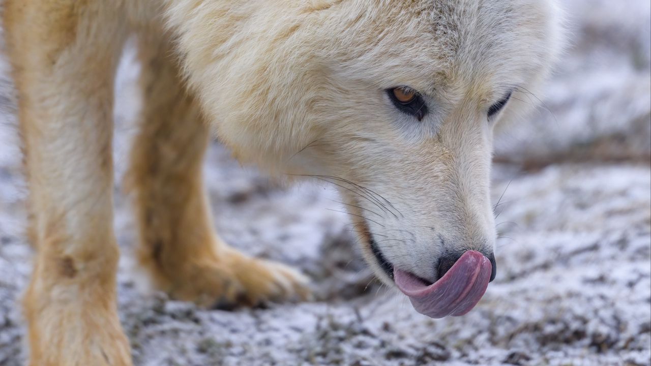 Обои полярный волк, высунутый язык, хищник, животное, снег, белый