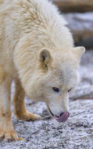 Превью обои полярный волк, высунутый язык, хищник, животное, снег, белый