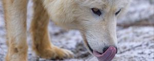 Превью обои полярный волк, высунутый язык, хищник, животное, снег, белый