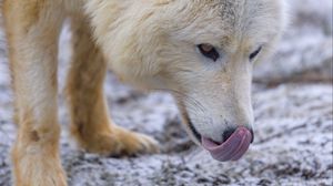 Превью обои полярный волк, высунутый язык, хищник, животное, снег, белый
