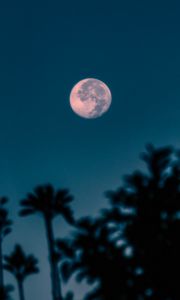 Превью обои полнолуние, ветки, ночь, луна