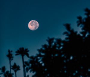 Превью обои полнолуние, ветки, ночь, луна