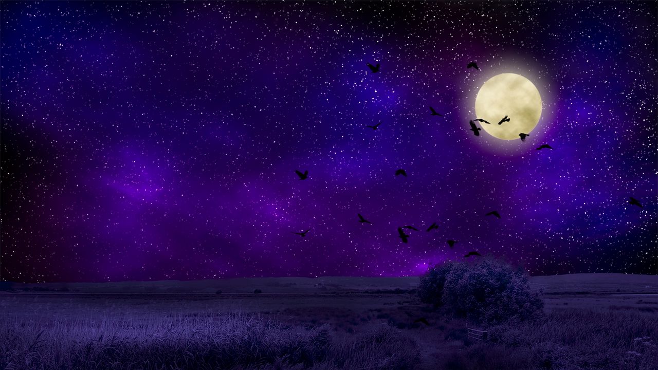 Обои полнолуние, звездное небо, птицы, ночь, фотошоп