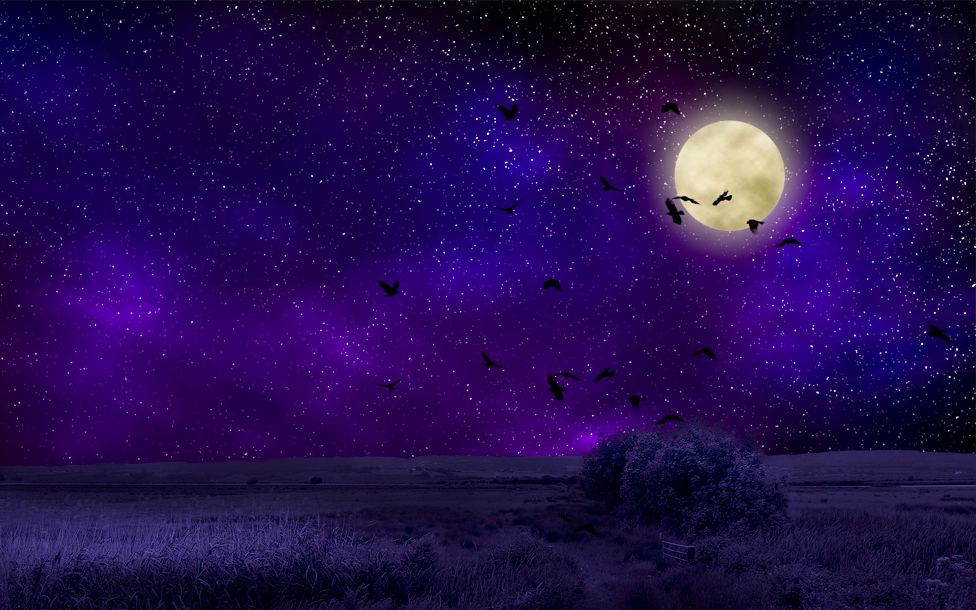1920x1200 Обои полнолуние, звездное небо, птицы, ночь, фотошоп