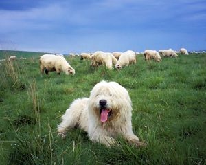 Превью обои польская низинная овчарка, стадо, пастух, трава