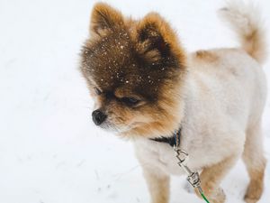 Превью обои померанский шпиц, щенок, собачка, поводок