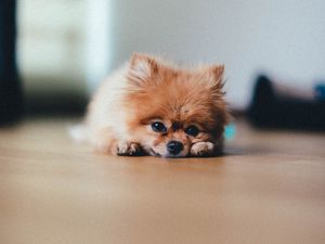 Превью обои померанский шпиц, собака, животное, питомец, коричневый