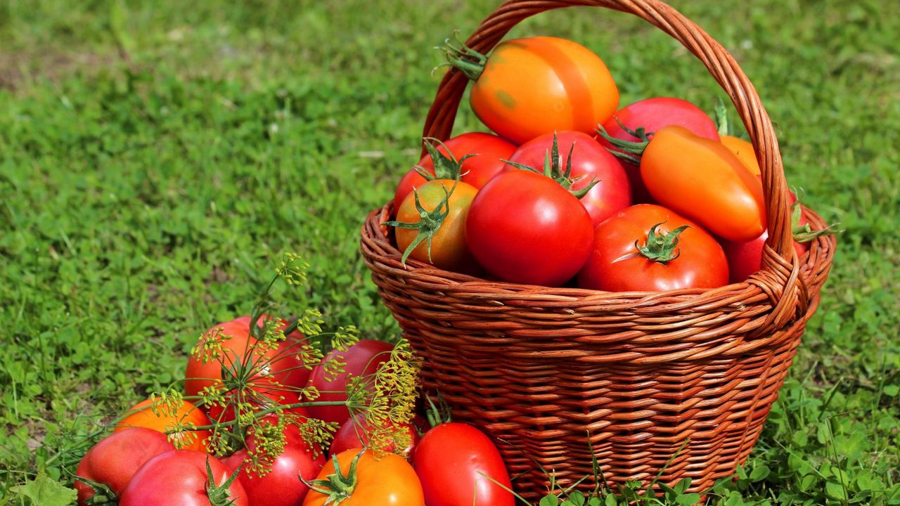 Обои помидоры, томаты, корзина, трава
