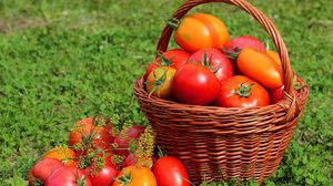 Превью обои помидоры, томаты, корзина, трава