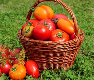 Превью обои помидоры, томаты, корзина, трава