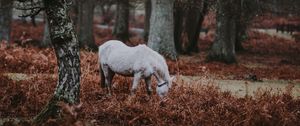 Превью обои пони, лес, прогулка, трава, деревья