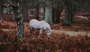 Превью обои пони, лес, прогулка, трава, деревья