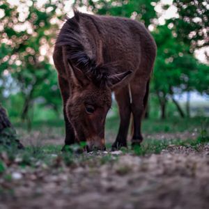 Превью обои пони, лошадь, трава, еда