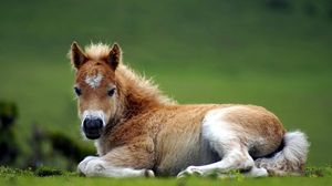 Превью обои пони, лошадь, трава, лежать, красивый