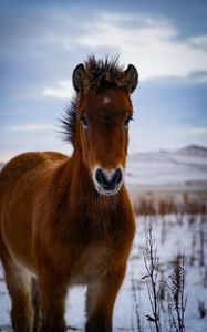 Превью обои пони, лошадь, животное, коричневый