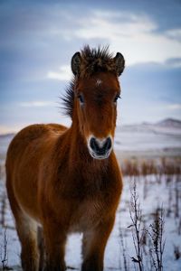 Превью обои пони, лошадь, животное, коричневый