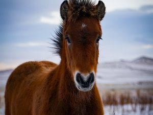 Превью обои пони, лошадь, животное, коричневый