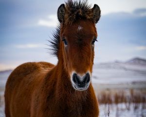 Превью обои пони, лошадь, животное, коричневый