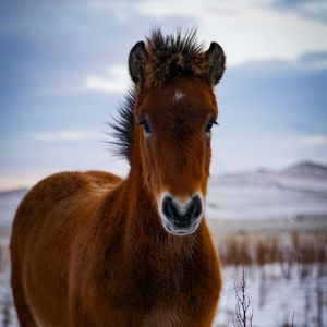 Превью обои пони, лошадь, животное, коричневый