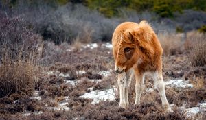 Превью обои пони, природа, трава, стоять