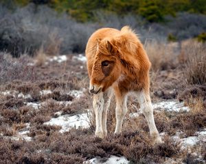 Превью обои пони, природа, трава, стоять