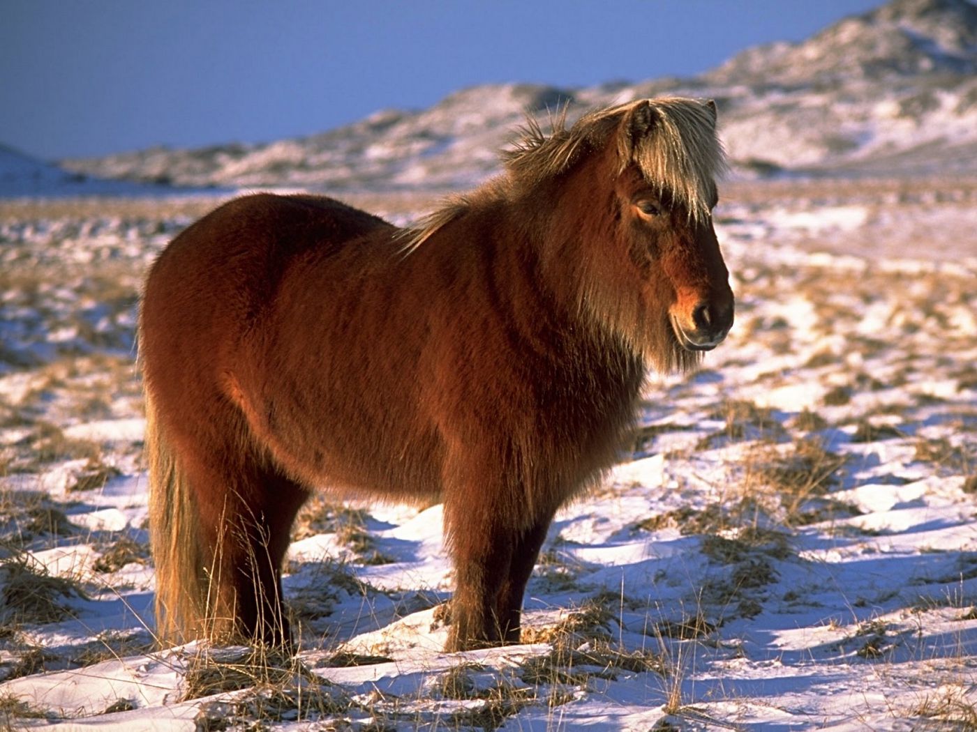 К чему снится пони. Монгол лошади порода. Исландия порода лошадей. Лошади породы Тайгер. Эксмурский пони.