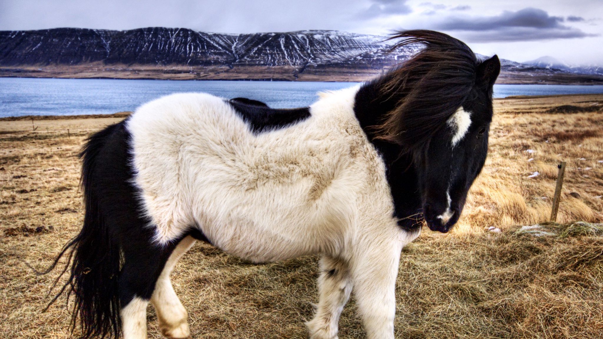 Исландская лошадь тёльт