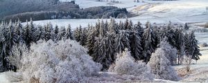 Превью обои поппенхаузен, германия, снег, лес