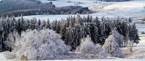 Превью обои поппенхаузен, германия, снег, лес