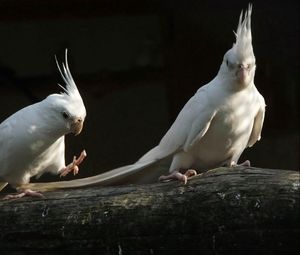 Превью обои попугаи, белый, черный, пара