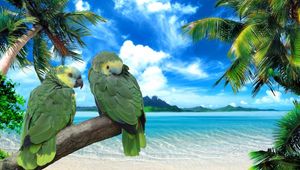 Превью обои попугаи, берег, море, небо, лето, пара