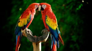 Превью обои попугаи, пара, красочный, перья