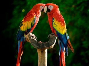Превью обои попугаи, пара, красочный, перья