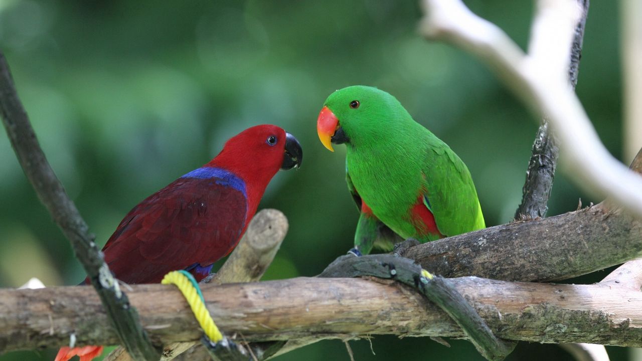 Обои попугаи, пара, птицы