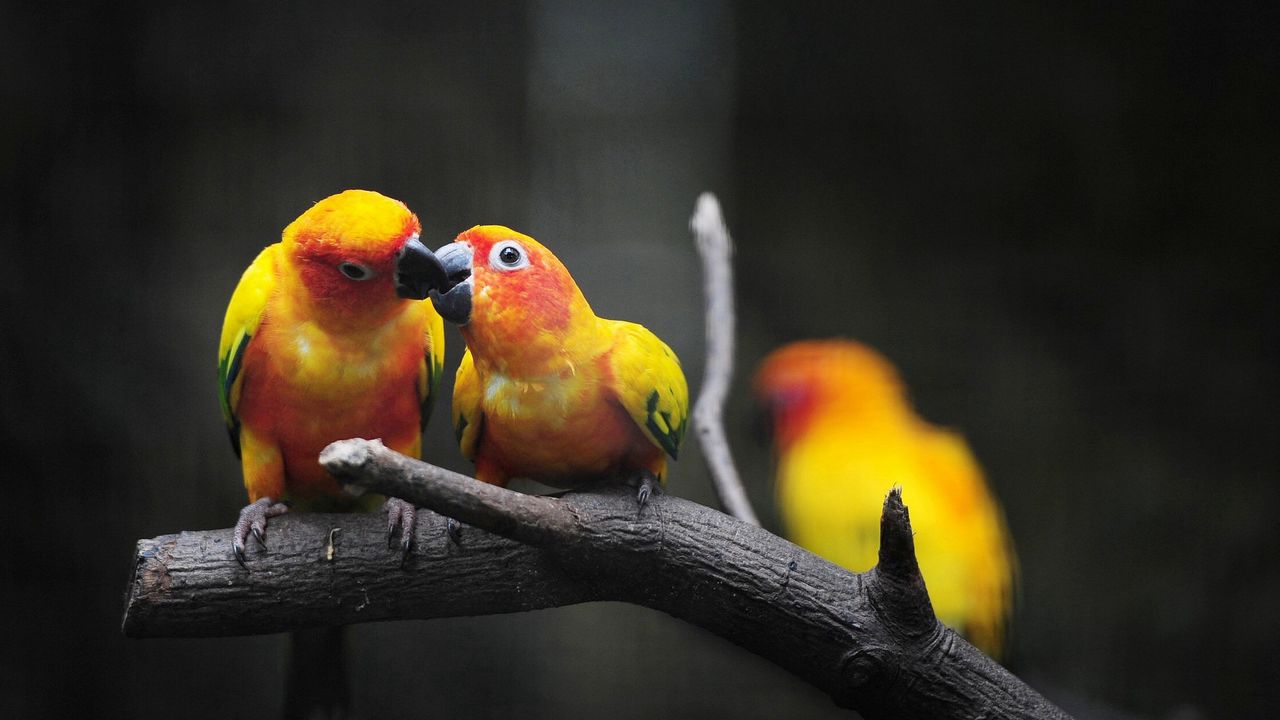 Обои попугаи, поцелуй, любовь, желтые, ветка, умиляйся