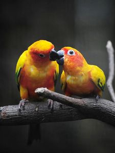 Превью обои попугаи, поцелуй, любовь, желтые, ветка, умиляйся