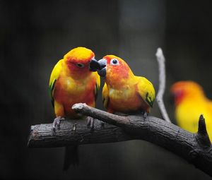 Превью обои попугаи, поцелуй, любовь, желтые, ветка, умиляйся