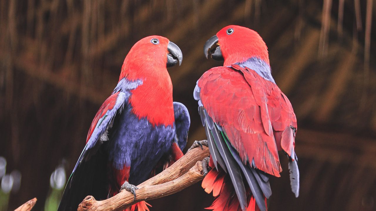 Обои попугаи, птицы, красный, ветка