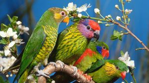 Превью обои попугаи, птицы, ветка, разноцветные, цветы
