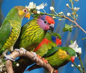 Превью обои попугаи, птицы, ветка, разноцветные, цветы