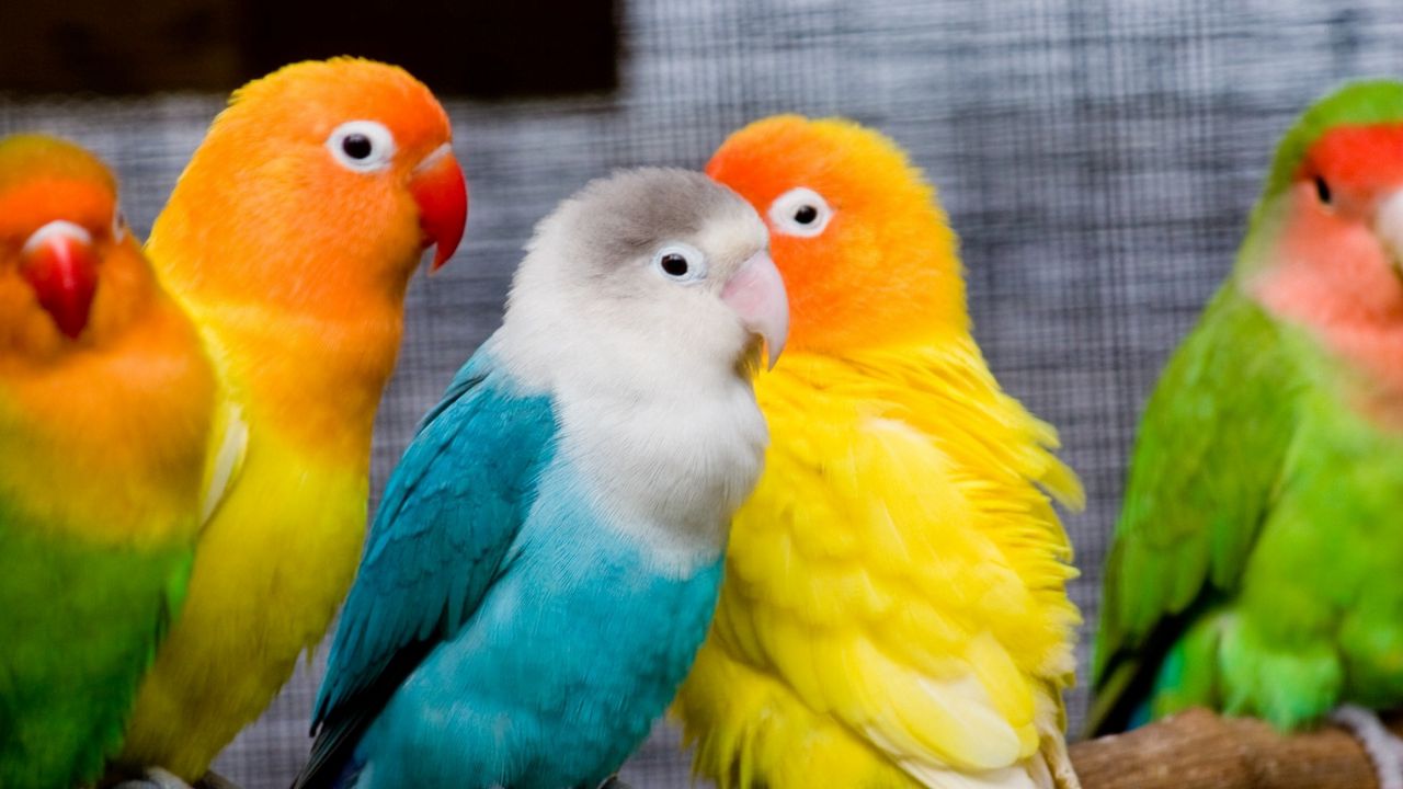 Обои попугаи, птицы, ветка, сидеть, разноцветные