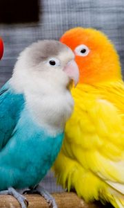 Превью обои попугаи, птицы, ветка, сидеть, разноцветные