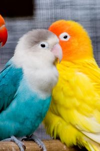 Превью обои попугаи, птицы, ветка, сидеть, разноцветные